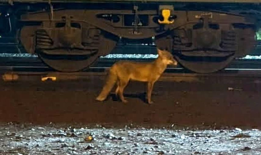 Muratlı'da tilkiler zaman zaman görünmeye başladı