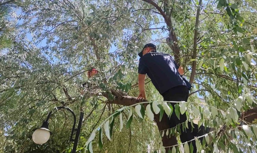 Şarkışla'da ağaçta mahsur kalan otizmli çocuk kurtarıldı