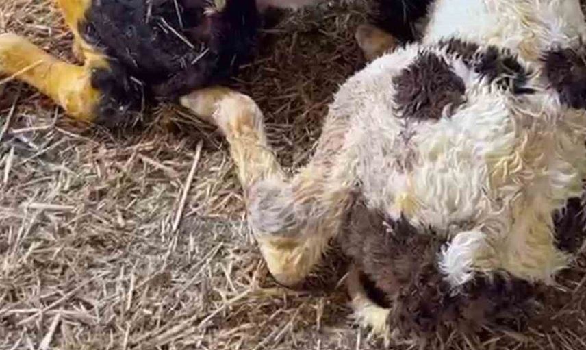 İkiz buzağı doğumu ile mutluluğunu iki katına çıkaran hayvan sahibi
