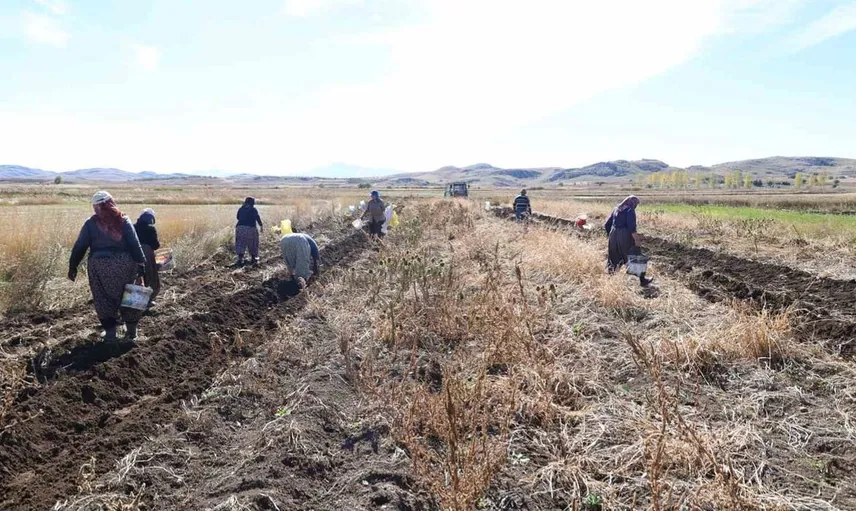 Korkuteli'nde doğal patates hasadı: Çiftçiler biyolojik mücadelede birleşiyor
