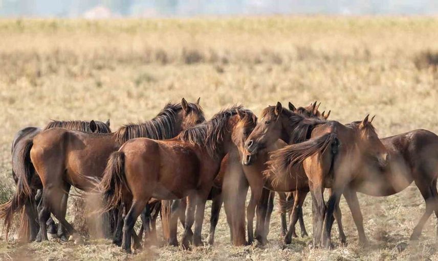 Kuş fotoğrafçılığına tutkuyla bağlı savcı, nadir urkekliği görüntüledi