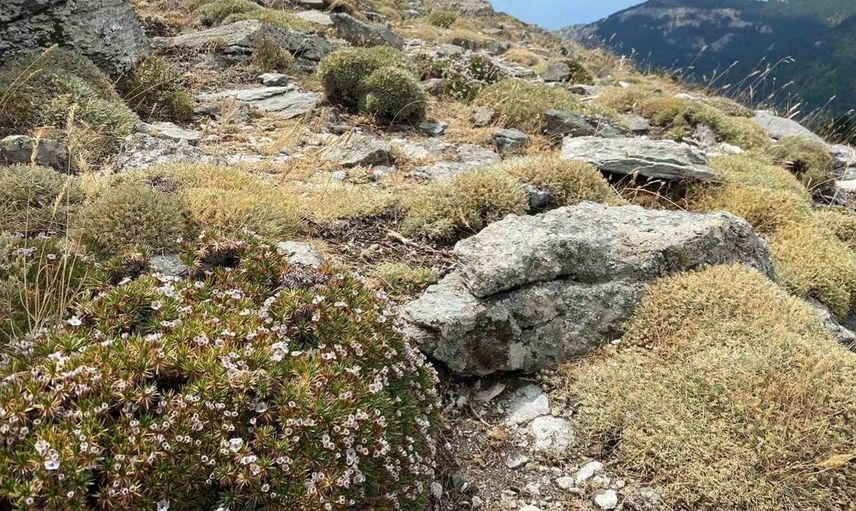 Kaz Dağları'nda yeni bir böcek türü keşfedildi