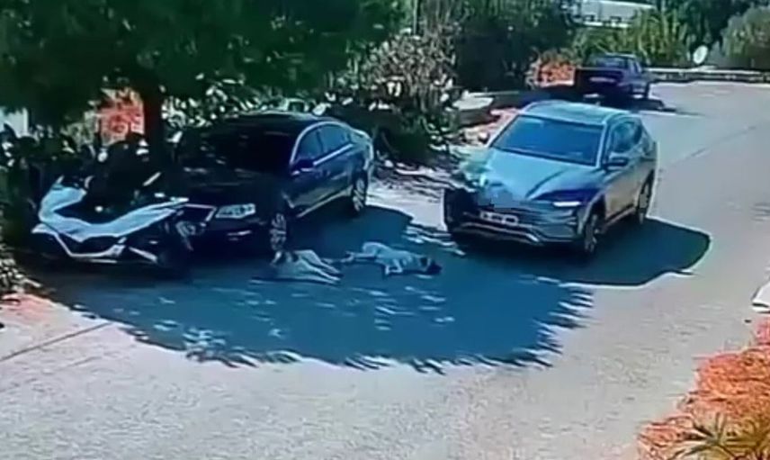 Bodrum'da otomobil köpeklerin üzerinden geçti: Mahalle halkı şikayette bulundu