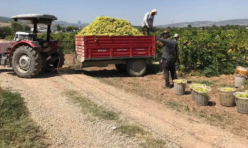 Üzüm üreticileri fiyatlarında şok: Alım fiyatları tepkilere yol açtı