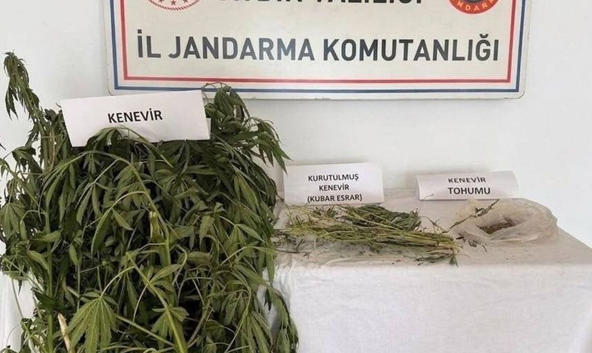 Efeler'de yasa dışı kenevir ekimi yapan iki kişi yakalandı