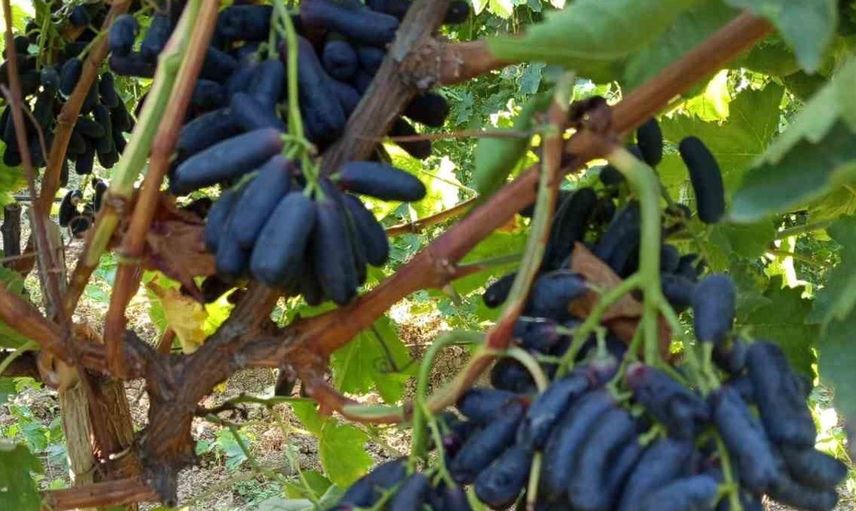 Sarıgöl'de yeni üzüm çeşidi dikkat çekiyor: Sweet Sapphire ilk ürününü verdi