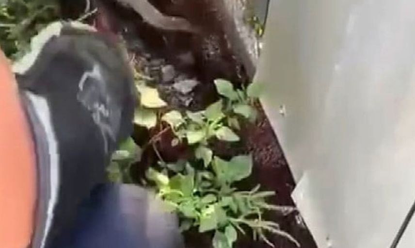 Hatay’da yılan kurtarma operasyonu: İtfaiye ekipleri doğaya döndürdü