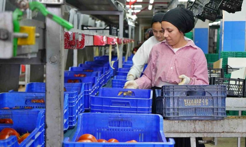 Domates işlem miktarında tarihi düşüş: Ağustos ayı verileri açıklandı