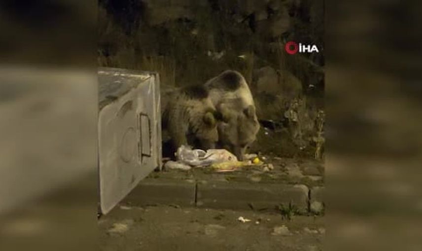 Kış hazırlığında ayılar sokaklarda: Kars’ta yaban hayatı yeniden gündemde