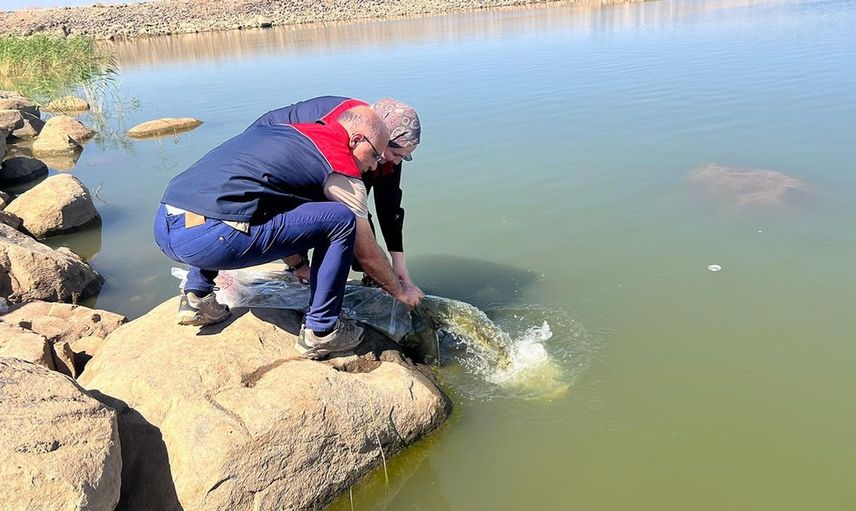 İdil’de sürdürülebilir balıkçılık için 100 bin yavru sazan göletle buluştu