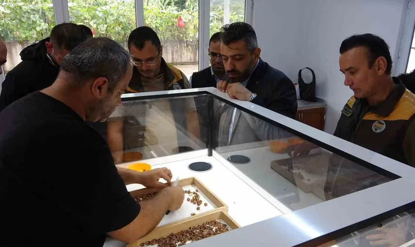 Fındıkta randıman fiyatları yükseltiyor: TMO'dan üreticiye iyi haber
