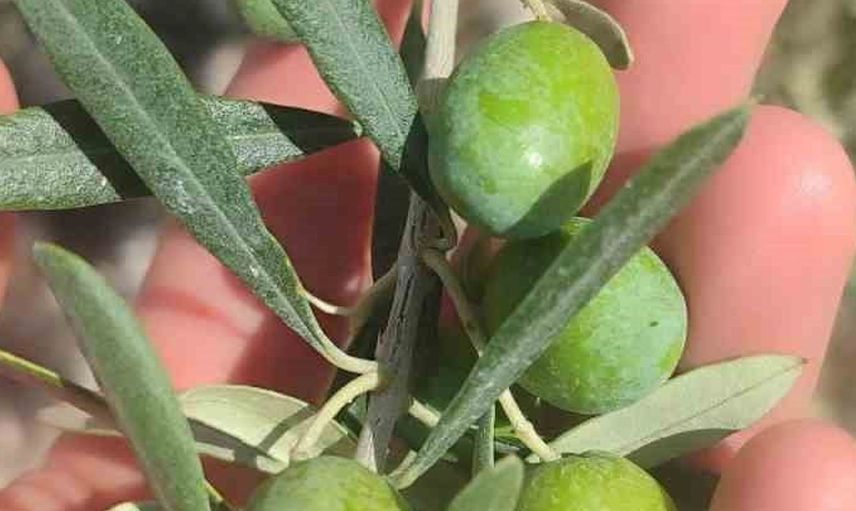 Didim’de zeytin üreticilerine sinek uyarısı