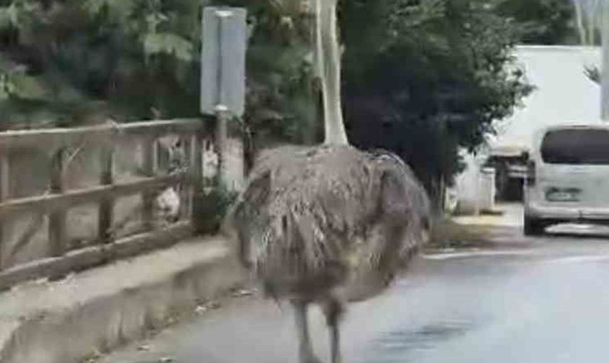 Şile'de deve kuşu trafiği alt üst etti