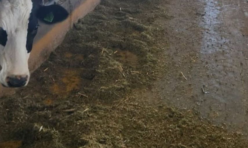 Söke’de hayvan sağlığı için rutin testler devam ediyor