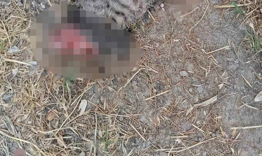 Kütahya'da kedilere yönelik vahşet: Hayvan sevgisi hedef oldu