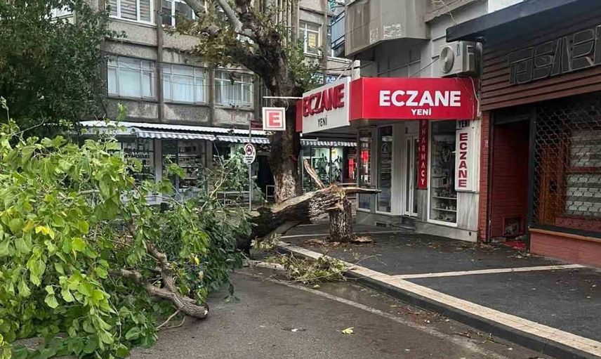 Erdek'teki fırtına ağaçları devirdi: yerler gövdeyle doldu