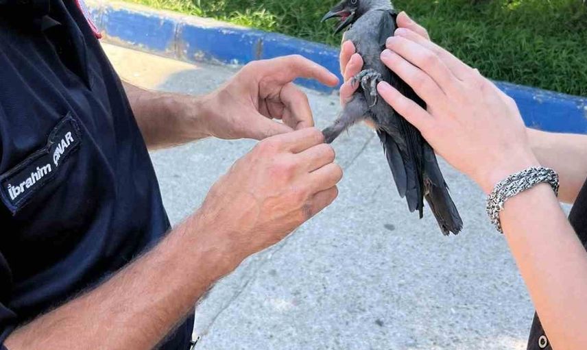 Susurluk'ta halı saha filesine takılan karga güvenle kurtarıldı