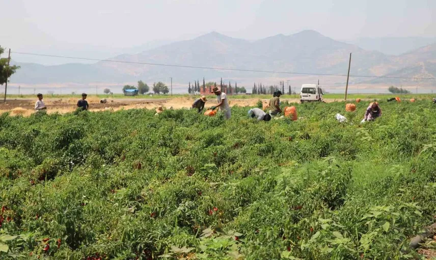 Gaziantep’te biber hasadında yüksek rekolte, acı biber verimi düşük