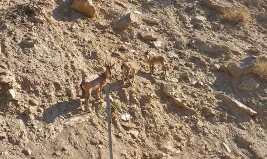 Tunceli'de nesli tehlikede olan dağ keçileri yakından görüntülendi