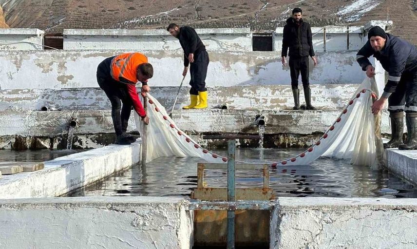 Erzincan'dan dünya pazarına somon ihraç ediliyor