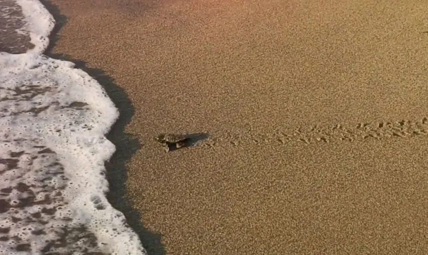 Kuşadası ve Didim'de caretta caretta yavruları denizle buluştu