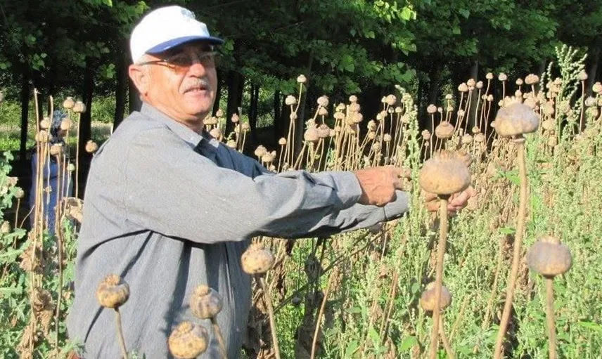 Üreticilere haşhaş tohumu alımı için tarih belirlendi