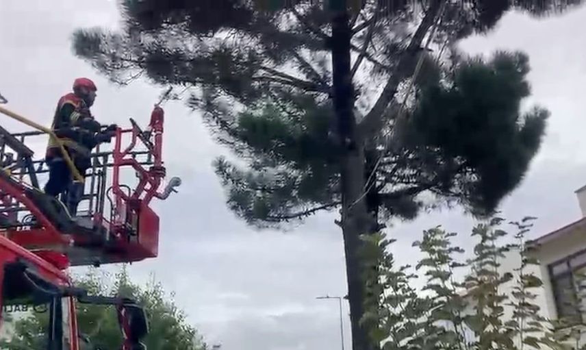 Ağaçta mahsur kalan kedi itfaiye tarafından başarıyla kurtarıldı