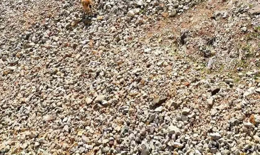 Elazığ'da koruma altındaki dağ keçileri dron ile görüntülendi