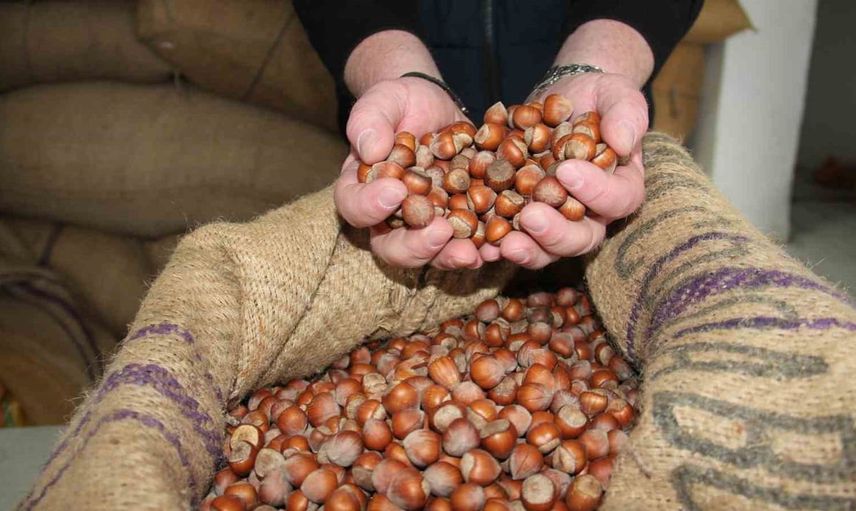 Giresun'da fındık fiyatları düşüşte, üreticiler TMO'ya yöneliyor