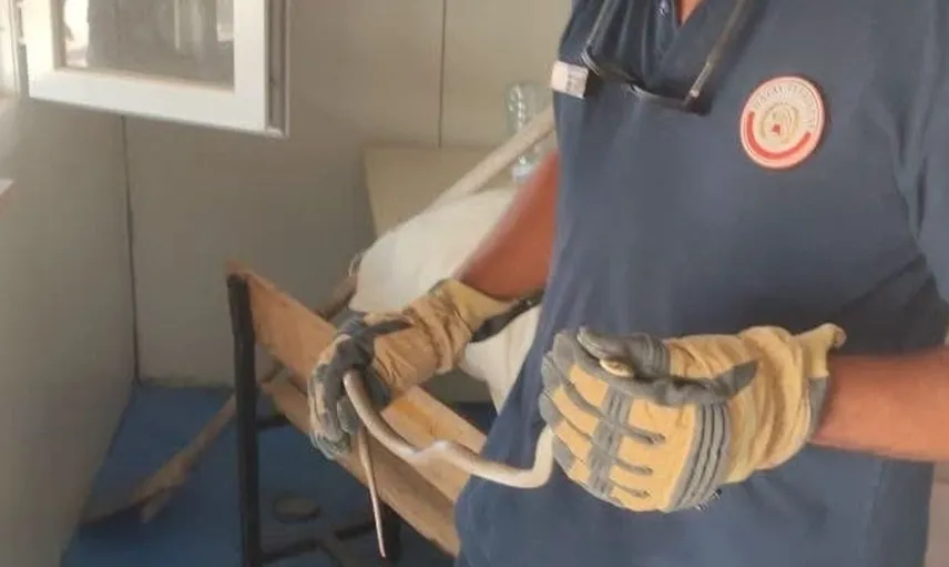 Hatay'da yerleşim alanına giren yılanlar güvenle doğal yaşam alanlarına bırakıldı