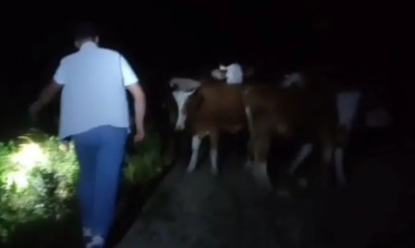 Bayburt'ta kaybolan 13 inek dağda bulundu