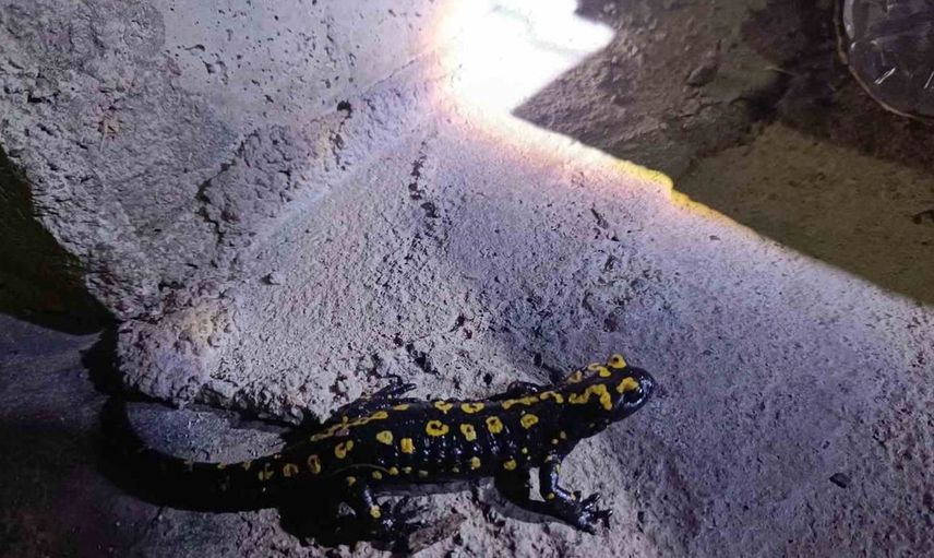 Elazığ'da nesli tükenme tehlikesindeki benekli semender bulundu