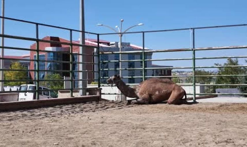 Türkiye'de bir deveye kök hücre tedavisi uygulanmaya başlandı