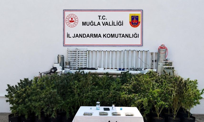 Bodrum'da uyuşturucu operasyonu: 56 kök kenevir ve 10 kilo skunk ele geçirildi