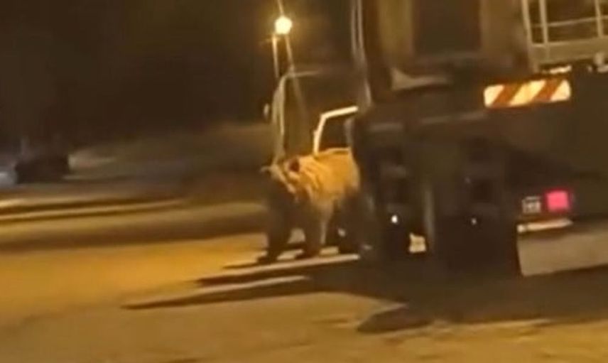 Sinop'ta gece yarısı ayı sürprizi: Araçların arasında dolaştı