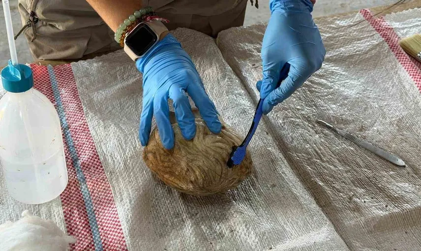 Pompeiopolis antik kentinde 105 metrekarelik mozaik keşfedildi