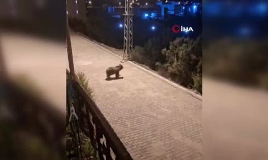 Yozgat'ta anne ayı ve yavruları yiyecek aramak için şehre indi