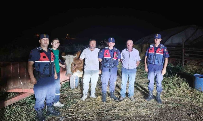 Bilecik’te jandarma kayıp büyükbaş hayvanı buldu