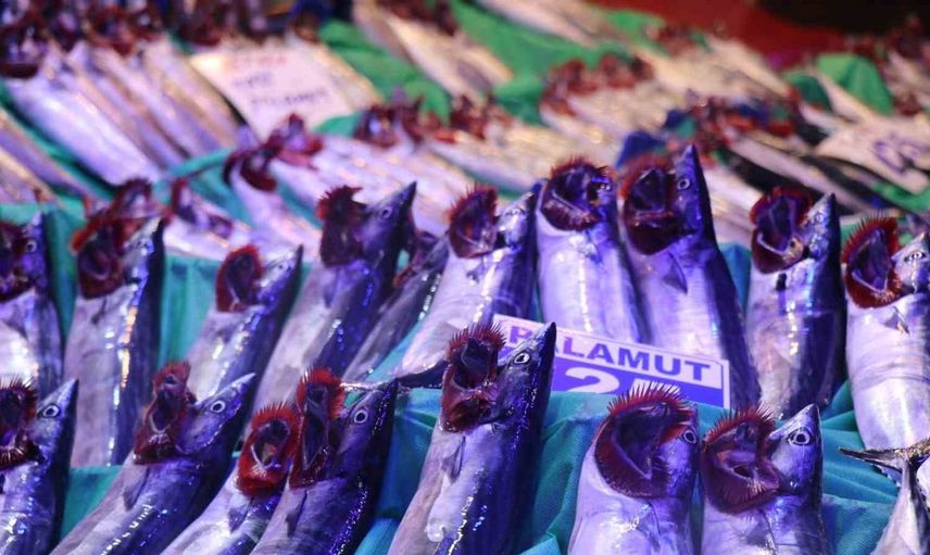Denizlerde balık sezonu başladı: Palamut ve hamsi tezgahları doldurdu