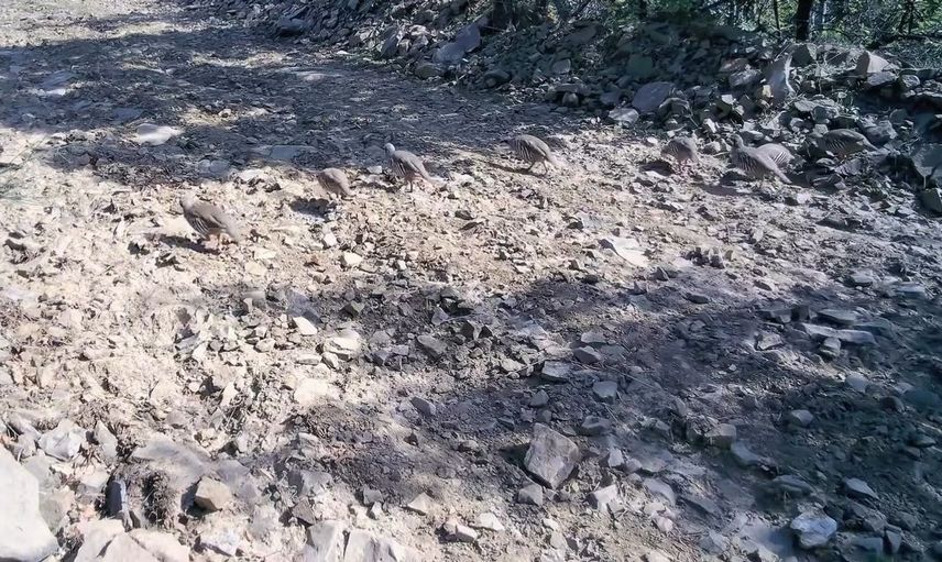 Ganos Dağları'nda yaban hayatı belgeseli: Keklik sürüsü fotokapanlara yansıdı