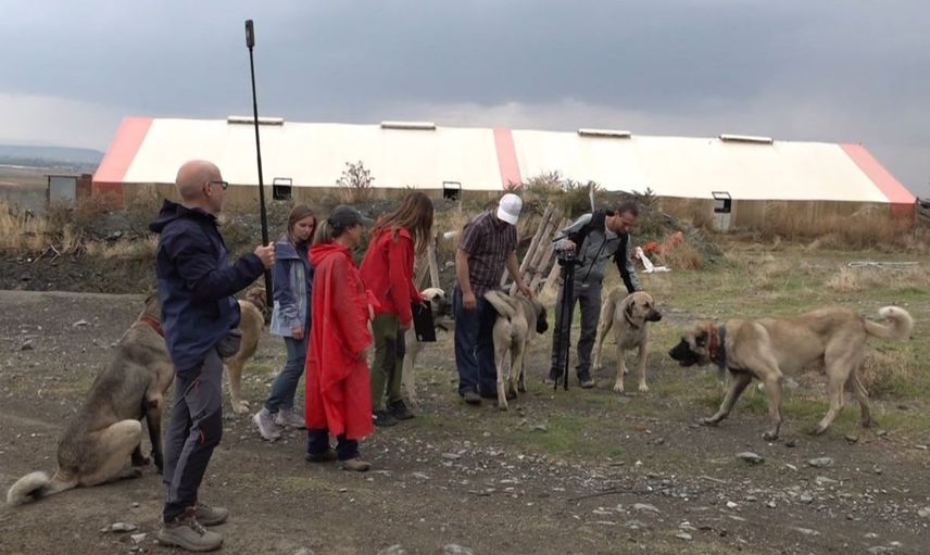 İtalyan köpek eğitmenleri Türk çoban köpeklerini keşfetti