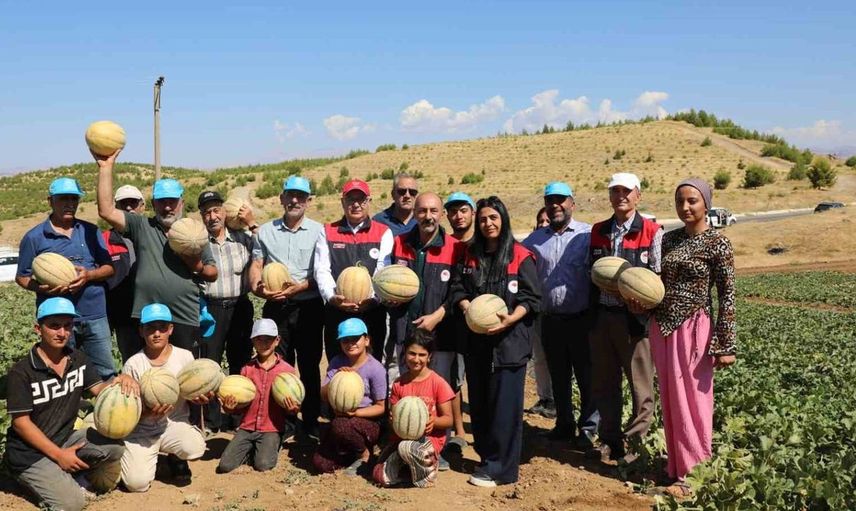 Elazığ'da kavun hasadı başladı: 20 ton rekolte bekleniyor