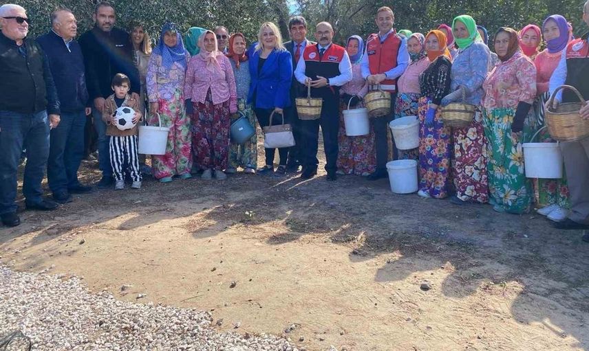 Ayvalık'ta zeytin hasadı dualarla kutlandı