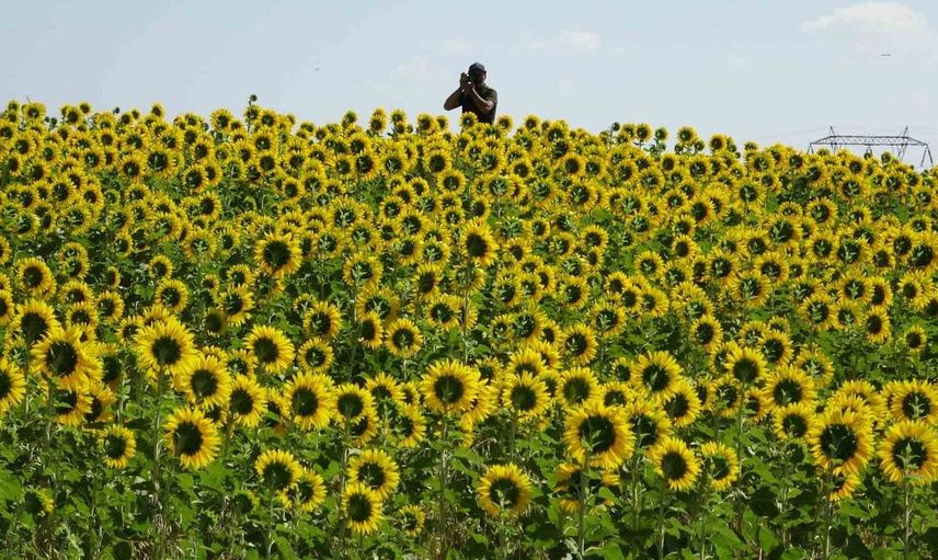 Kars’ta ayçiçekleri Eylül ayında sarıya bürüdü