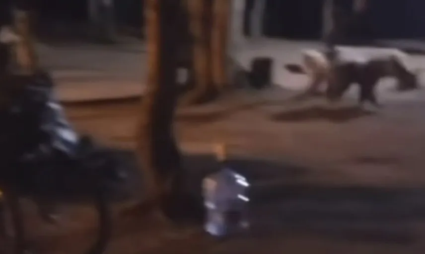 Uludağ'da çadır kuran aile, aç kalan ayının dikkatini çekti