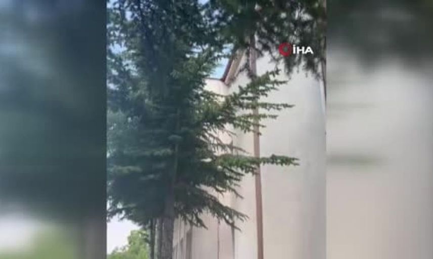 Beyşehir'de ağaçta mahsur kalan kedi itfaiyeciler tarafından kurtarıldı