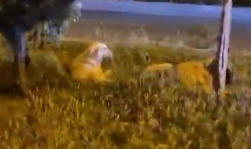 Sokak köpeklerini överken beklenmedik saldırıya uğradı