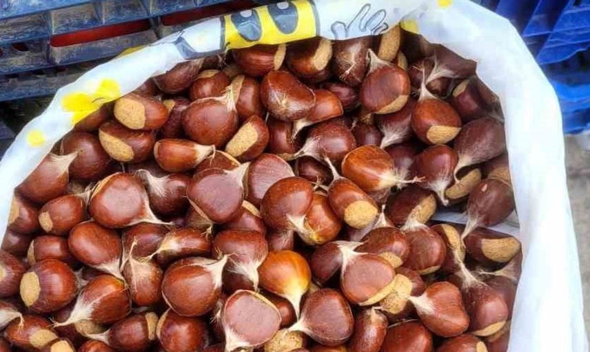 İnebolu'da kestane sezonu başladı: Kilogram fiyatı 400 lira