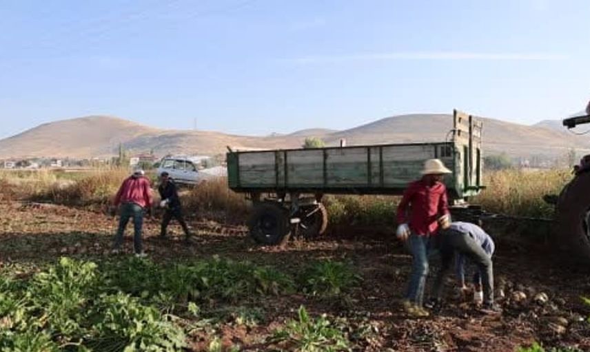 Kahramanmaraş’ta şeker pancarı hasadı başladı: Rekolte beklentisi yüksek