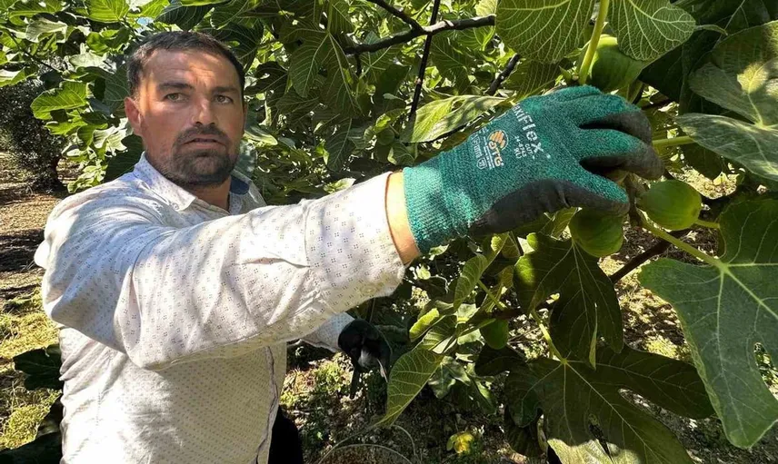 Bursa siyahı incirinde 2026 hasat sezonu başladı, fiyatlar endişelendiriyor